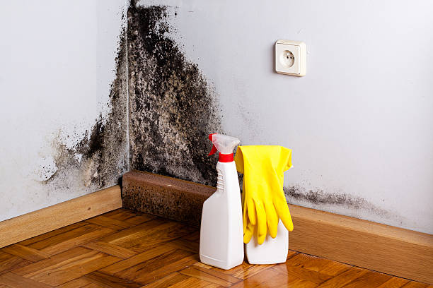 Best Mold Testing and Inspection Services in Deming, NM