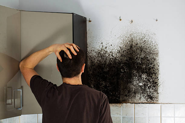 Best Mold Testing and Inspection Services in Deming, NM